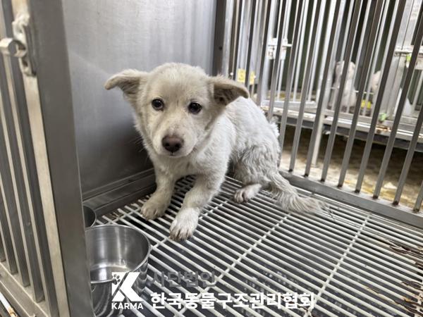 보호중 믹스견의 가…